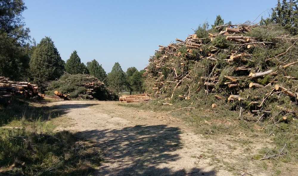 Malestar vecinal por la tala masiva de árboles en Los Pinos | Noticias La  Tribuna de Toledo