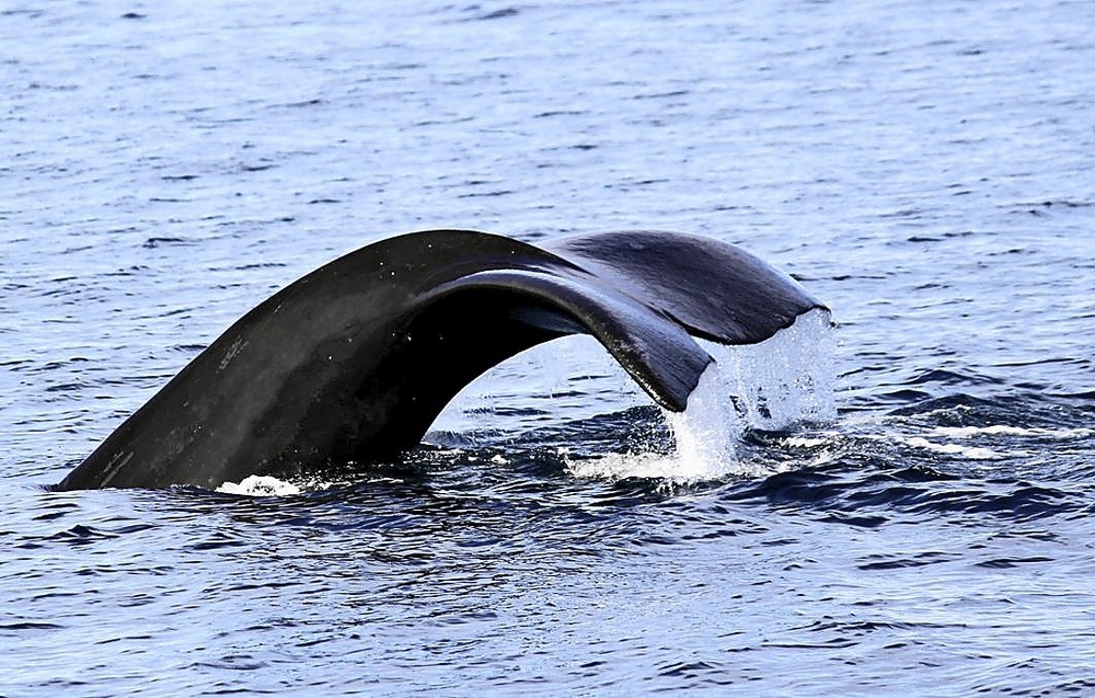 Los gigantes del mar