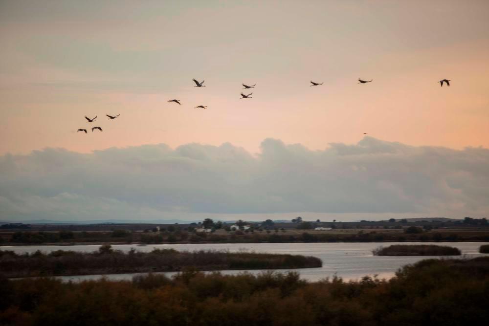 Las grullas en Las Tablas de Daimiel, el primer humedal junto con Doñana que España incluyó en la lista Ramsar.