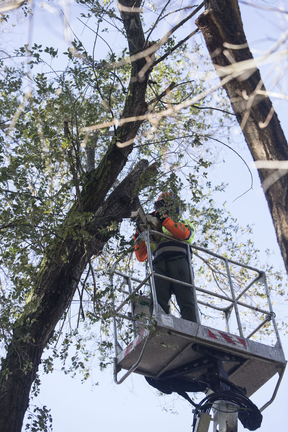 IU aboga por talar árboles con personal municipal | Noticias La Tribuna de  Toledo