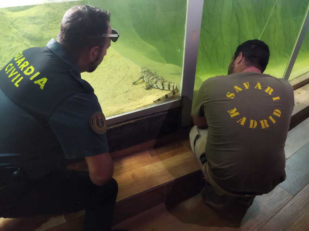 La Guardia Civil captura un caimán en una balsa en Yunclillos