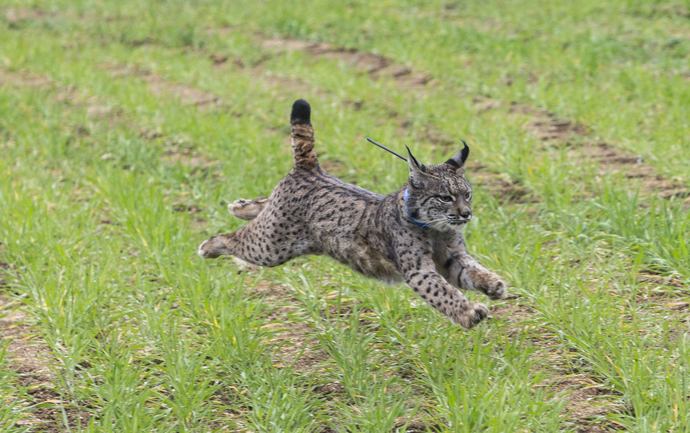 Foto de archivo de un lince.