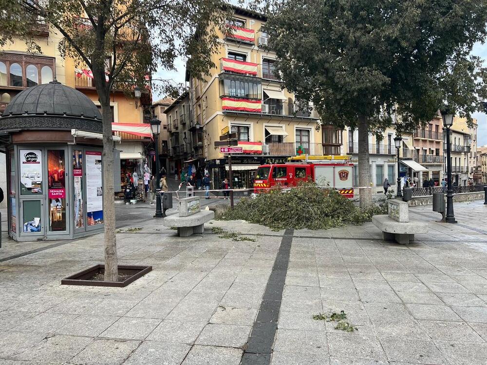 Los bomberos han talado un almez de la plaza de Zocodover para evitar los riesgos del desprendimiento.