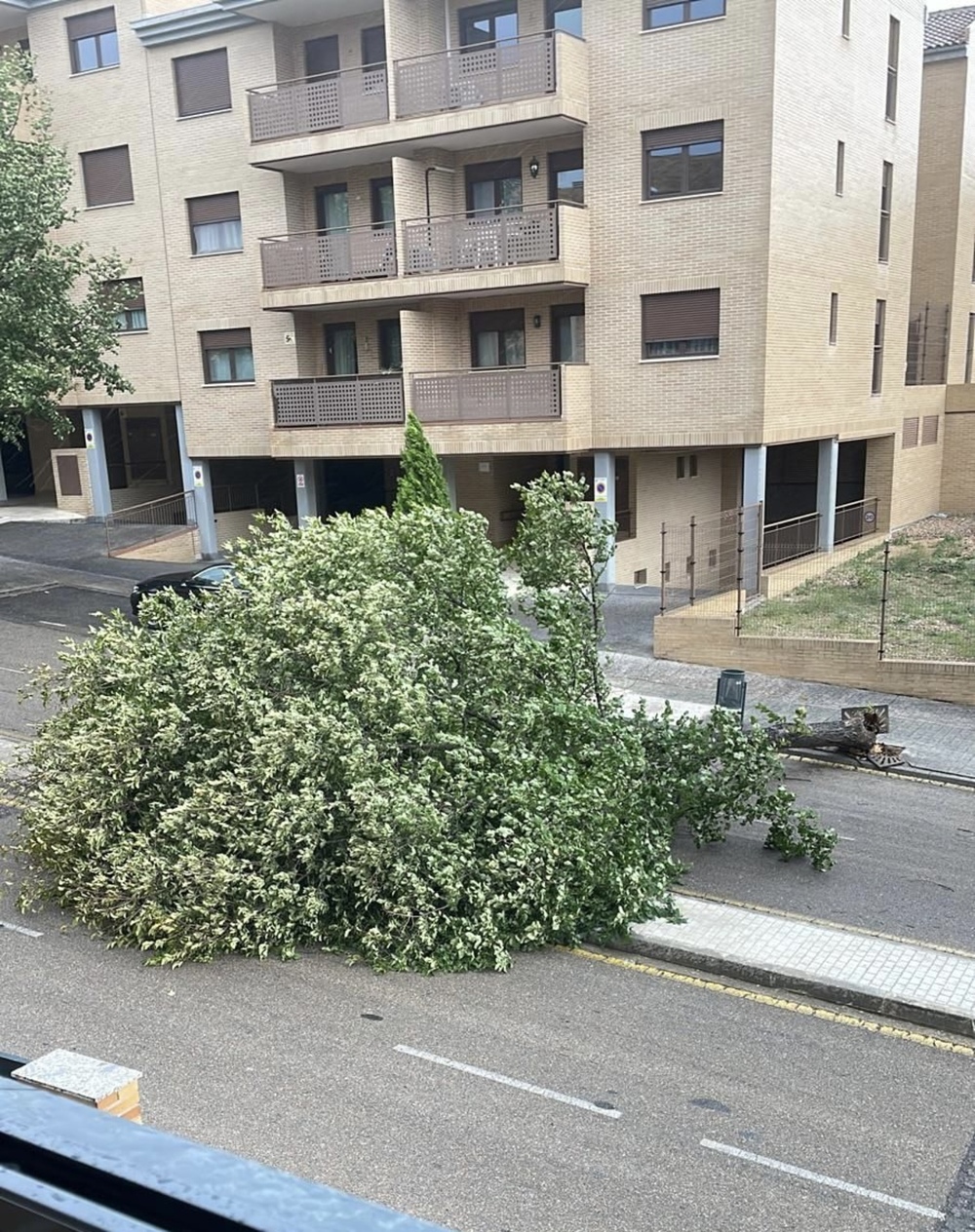 La masa arbórea de la ciudad volvió a sufrir con el temporal. 