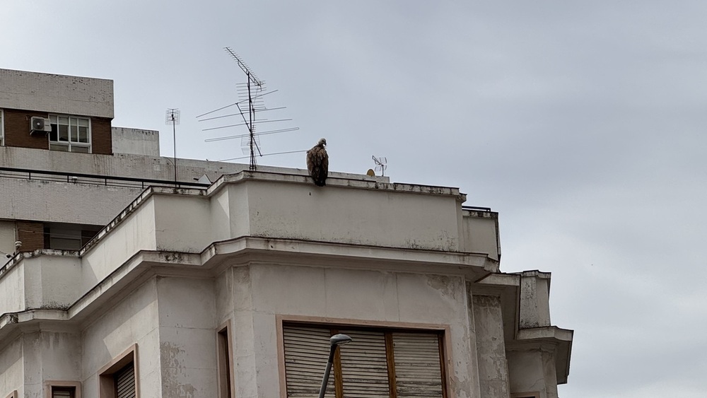 Sorpresa por un buitre en pleno centro de Talavera