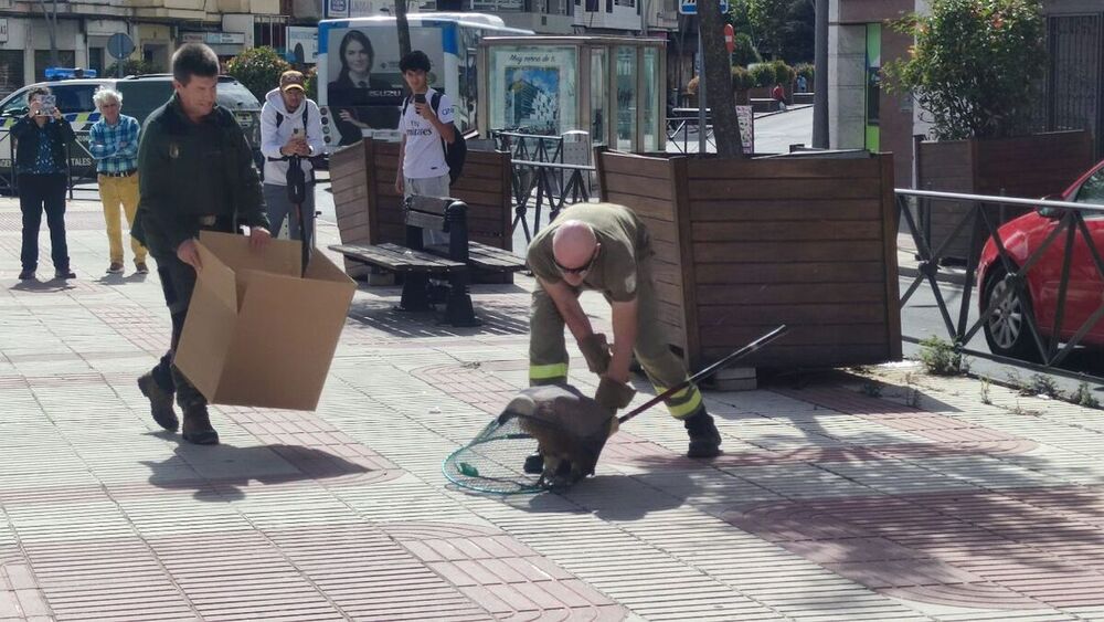 Agentes medioambientales rescatan al buitre en Talavera