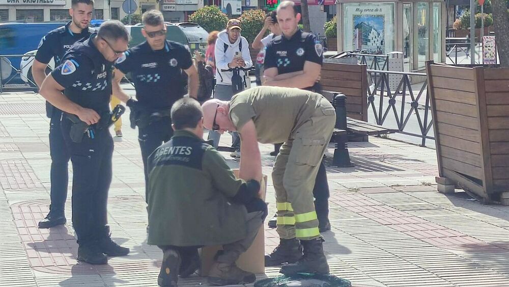 Agentes medioambientales rescatan al buitre en Talavera