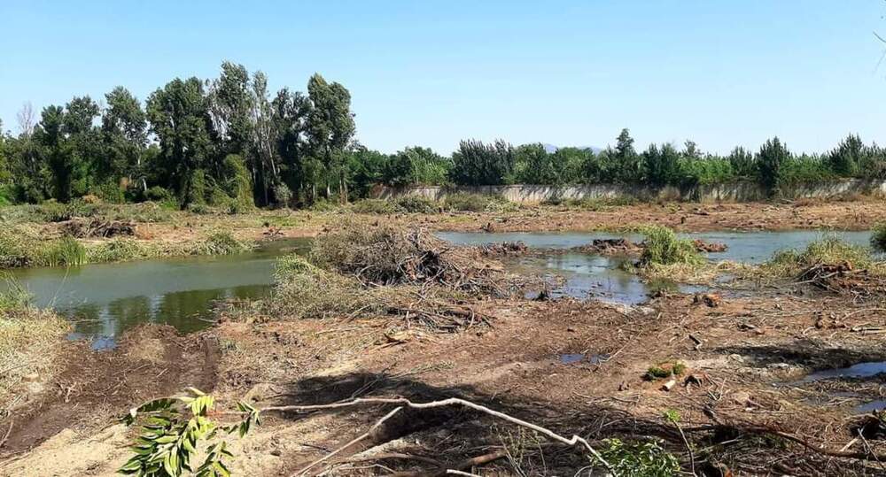 Ardeidas denuncia la tala de árboles junto a la presa