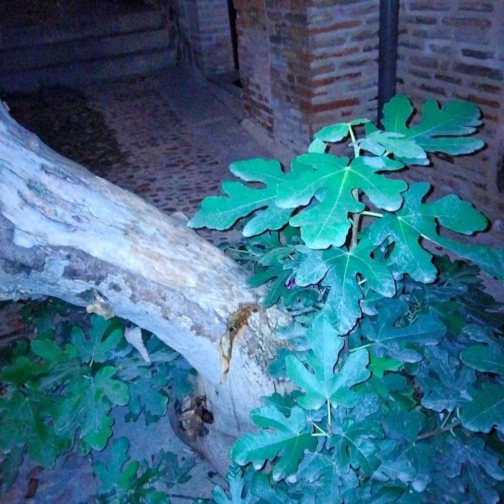 El Ayuntamiento poda un árbol en Bisagra a punto de troncharse