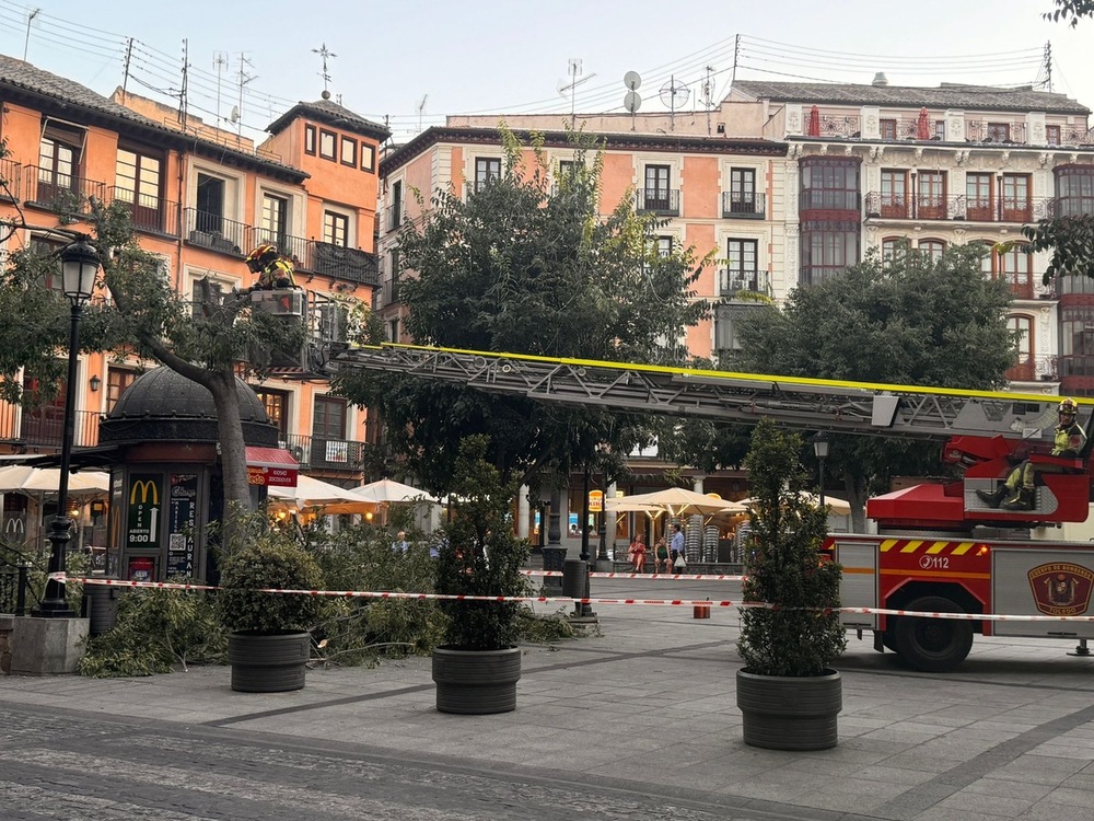 Los bomberos talan un almez en la plaza de Zocodover