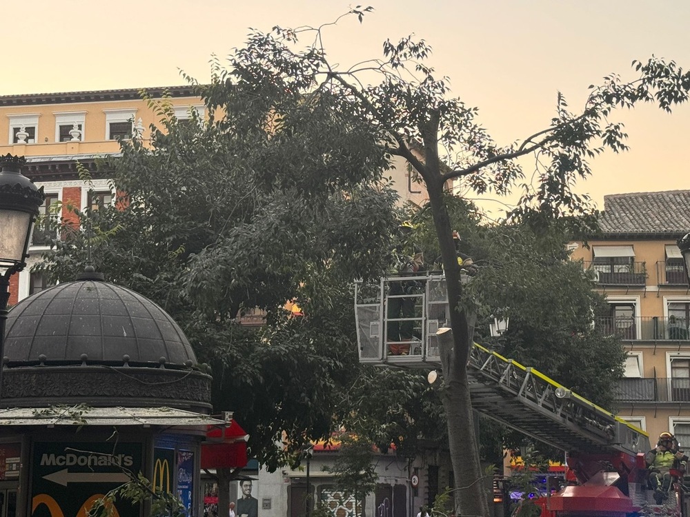 Los bomberos talan un almez en la plaza de Zocodover