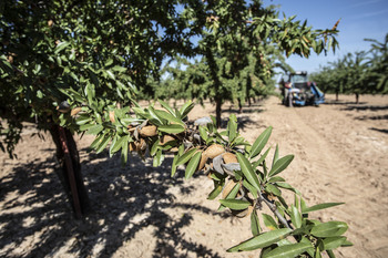 7,1 millones a 9.618 productores de frutal y fruto de cáscara