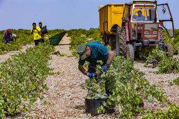 La producción de uva baja hasta los 18 millones de hectolitros