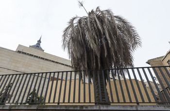 Alcaudete talará las palmeras de dos plazas por el picudo rojo