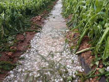 La Junta subirá a 9 millones la ayuda a seguros agrarios