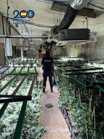 Desmantelado un centro de cultivo de marihuana en Sonseca