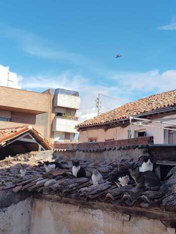 Instan al Ayuntamiento a facilitar el acceso a colonia felina