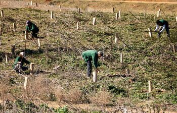 Una asociación necesita 30 voluntarios para plantar árboles