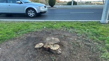 Talan una palmera y seis cipreses de Avd. Madrid por plagas