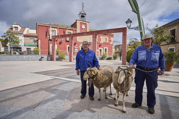 Los carneros de Gamonal, 92 años tirando de la tradición