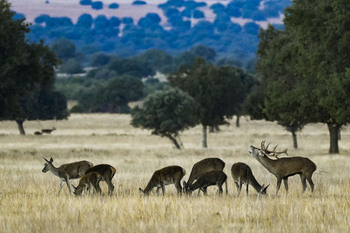 La berrea resuena en el Parque Nacional de Cabañeros