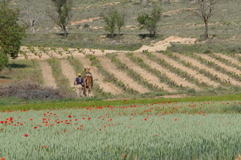 Ayudas de 500.000€ para fomentar la calidad agroalimentaria