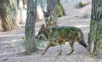 La Junta hará radioseguimiento de lobos para evitar ataques